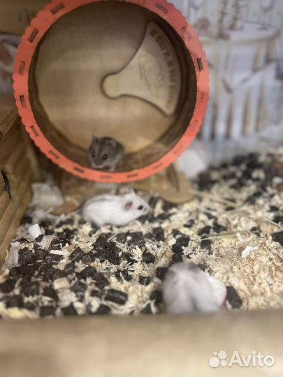 Джунгарский хомяк маленький