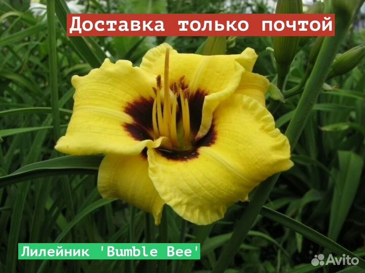 Лилейник Bumble Bee