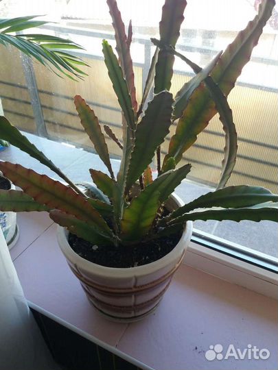 Комнатные растения