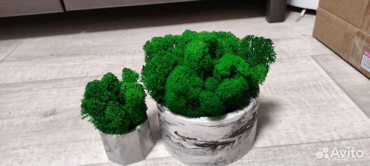 Кашпо со мхом стабилизированным