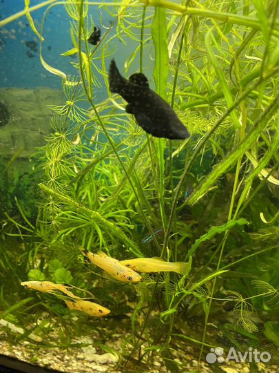 Моллинезия, растения для аквариума