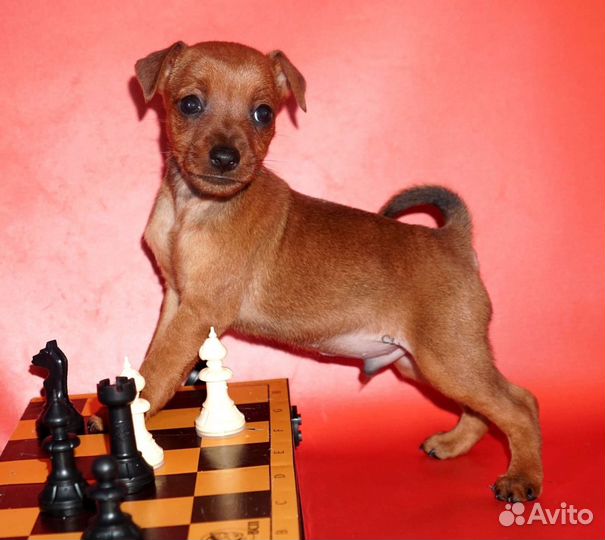 Чудесные пинчерята