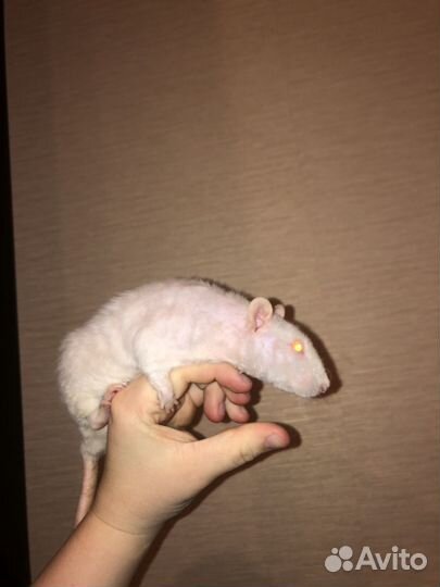 Крысы бесплатно в добрые руки