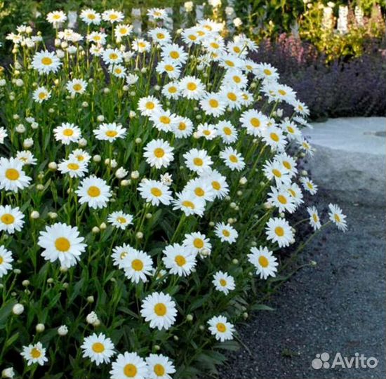 Саженцы Цветы Земляника