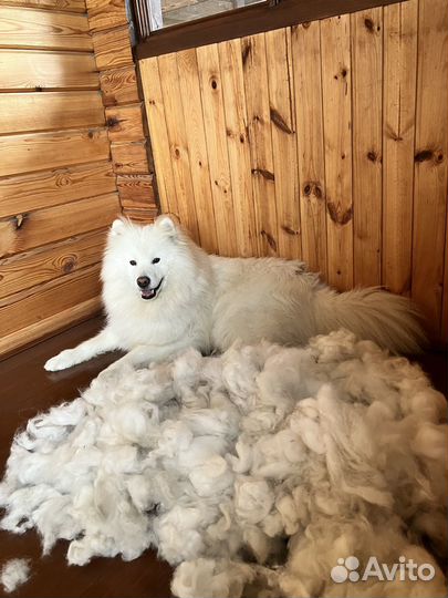 Шерсть, пух самоеда