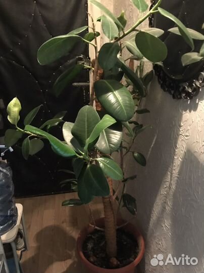 Фикус каучуковый