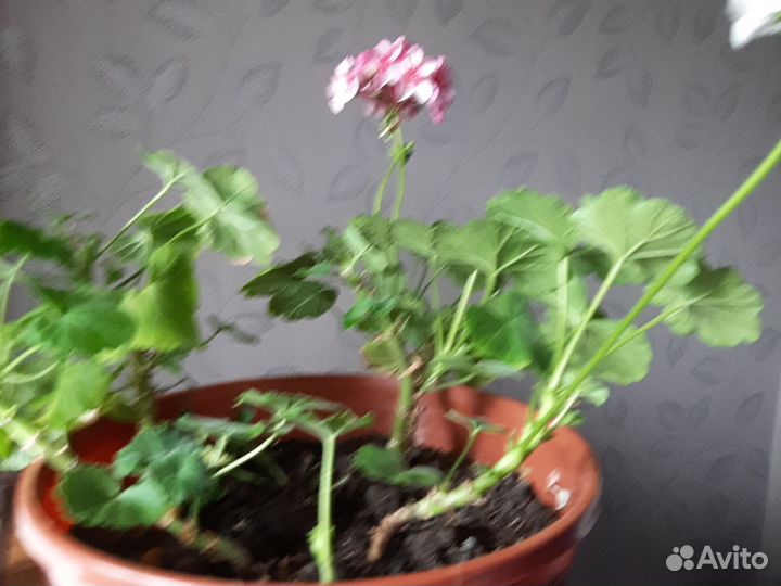Пеларгония герань