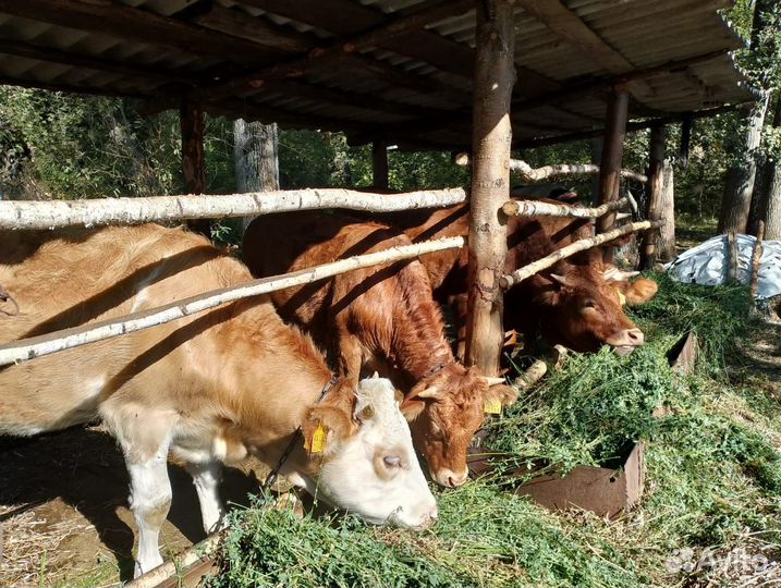 Крс. Быки, Тëлки