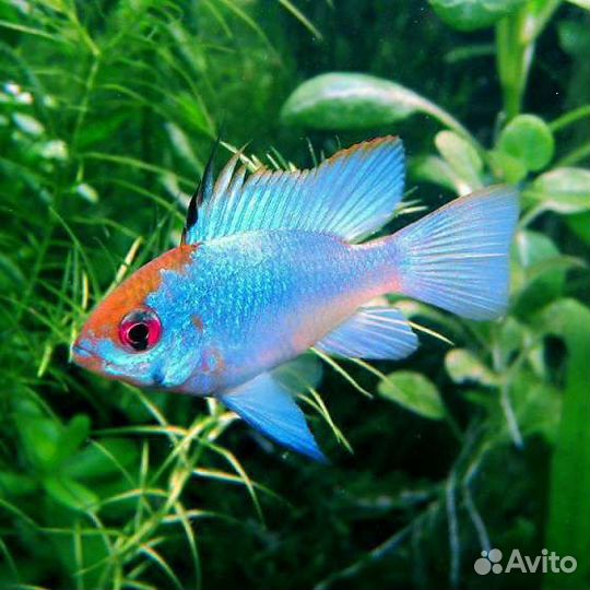 Аквариумные рыбки