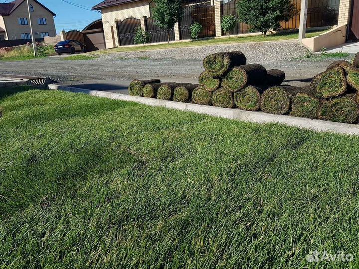 Рулонный газон от производителя