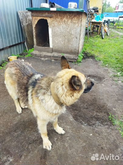 Отдаётся в добрые руки