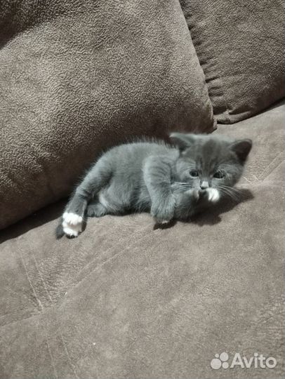 Котята два мальчика