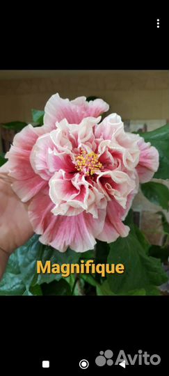 Гибискус флоридский Magnifigue