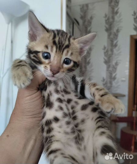 Бенгальский котёнок