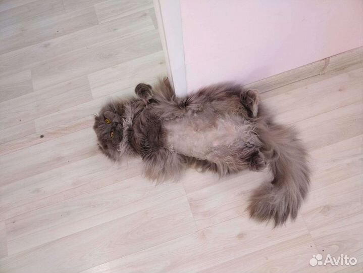 Кошка только в самые заботливые руки