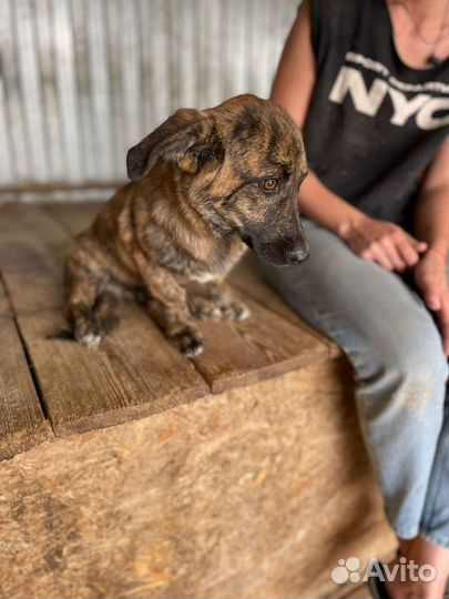 Маленькая собака в добрые руки