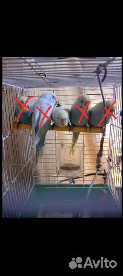 Волнистый попугай