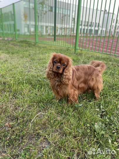 Вязка кавалер-кинг-чарльз-спаниель (рубин)