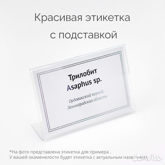 Настоящий трилобит Asaphus sp. - набор «Палеогород