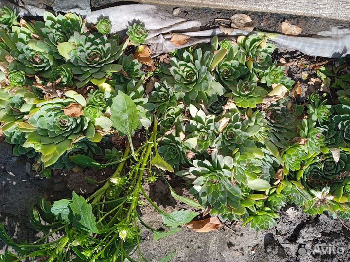 Многолетние растения