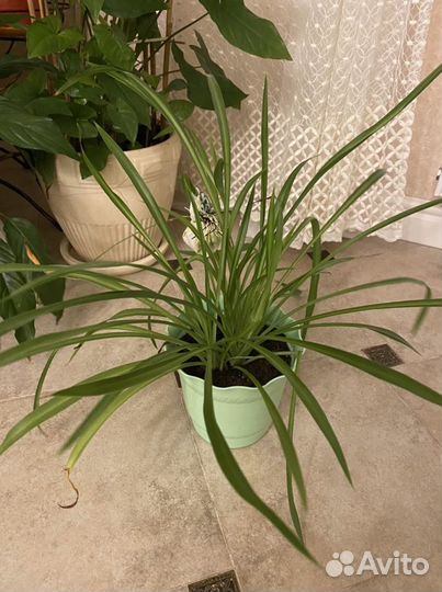 Хлорофитум