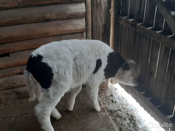 Бычок 2.5 месяц
