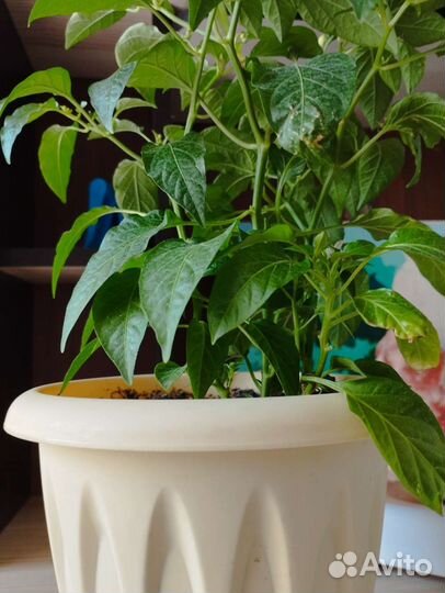 Комнатный перчик