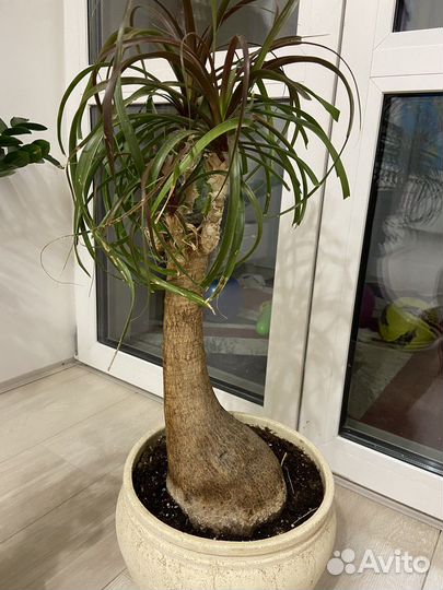 Нолина большая