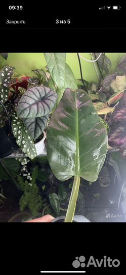 Распродажа