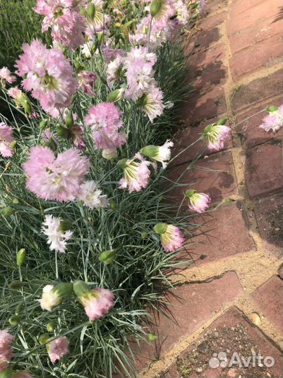 Гвоздика перистая многолетняя