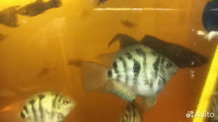 Аквариумные рыбки