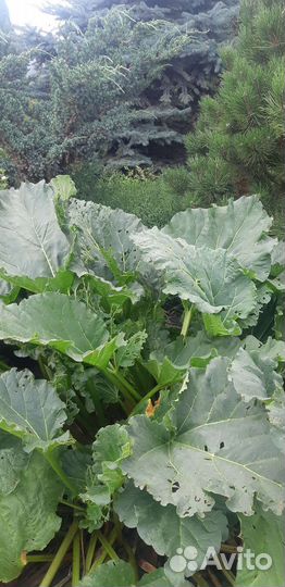 Ревень крупночерешковый