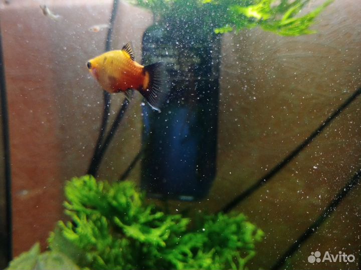 Гуппи пецилии креветки мох