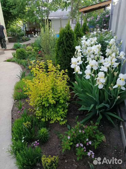 Ирисы бородатые белого цвета