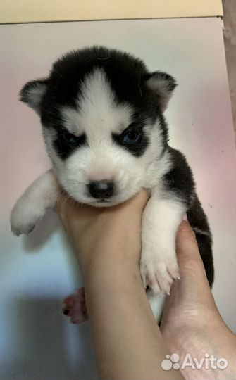 Продаю щенков хаски