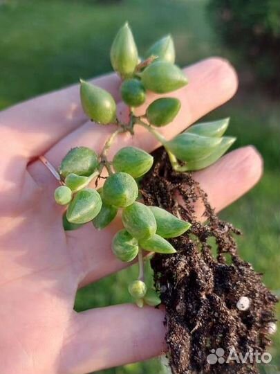 Senecio Herreianus var