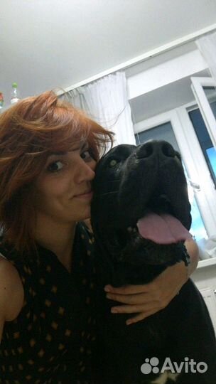 Няня для животных, передержка