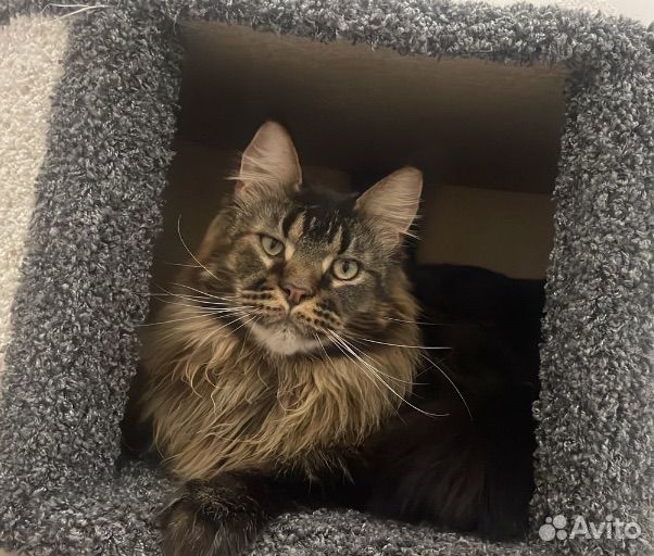 Кистястый кун