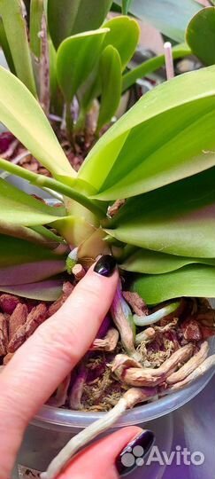 Орхидея Лиодоро домашняя