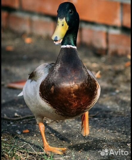 Утки селезень