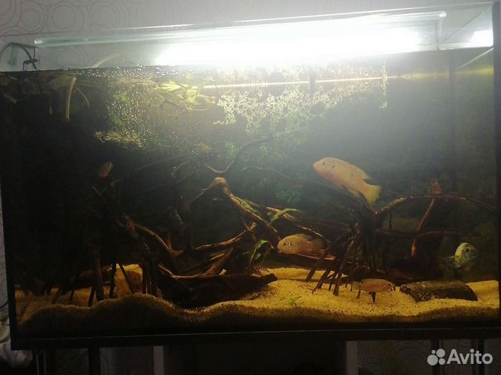 Аквариум