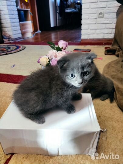 Котята