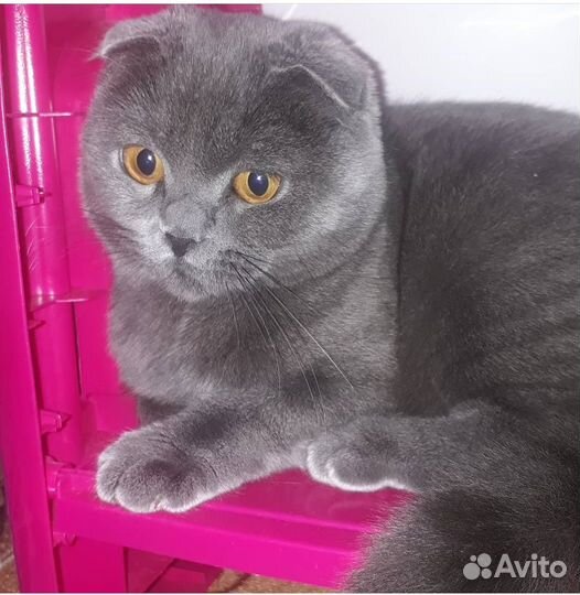 Шотландская вислоухая кошка (вязка) бесплатно