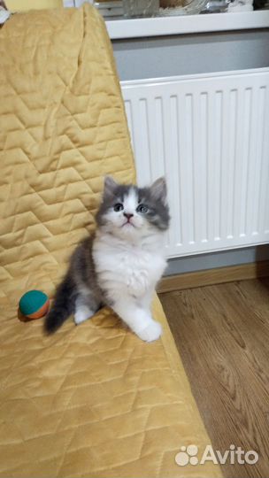 Кот в дар
