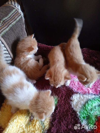 Котята в добрые руки