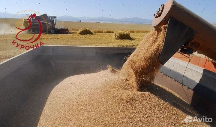 Зерно, овес, ячмень, пшеница