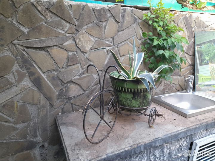 Растения для сада