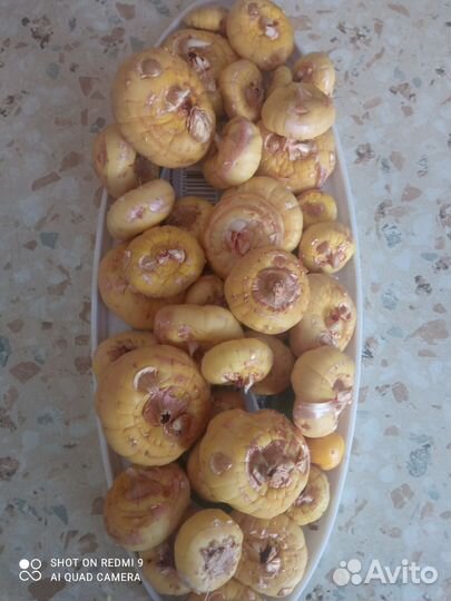 Гладиолусы луковицы