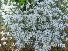 Ясколка войлочная,анемона,медуница,камнеломка Арен