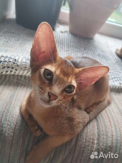 Абиссинская